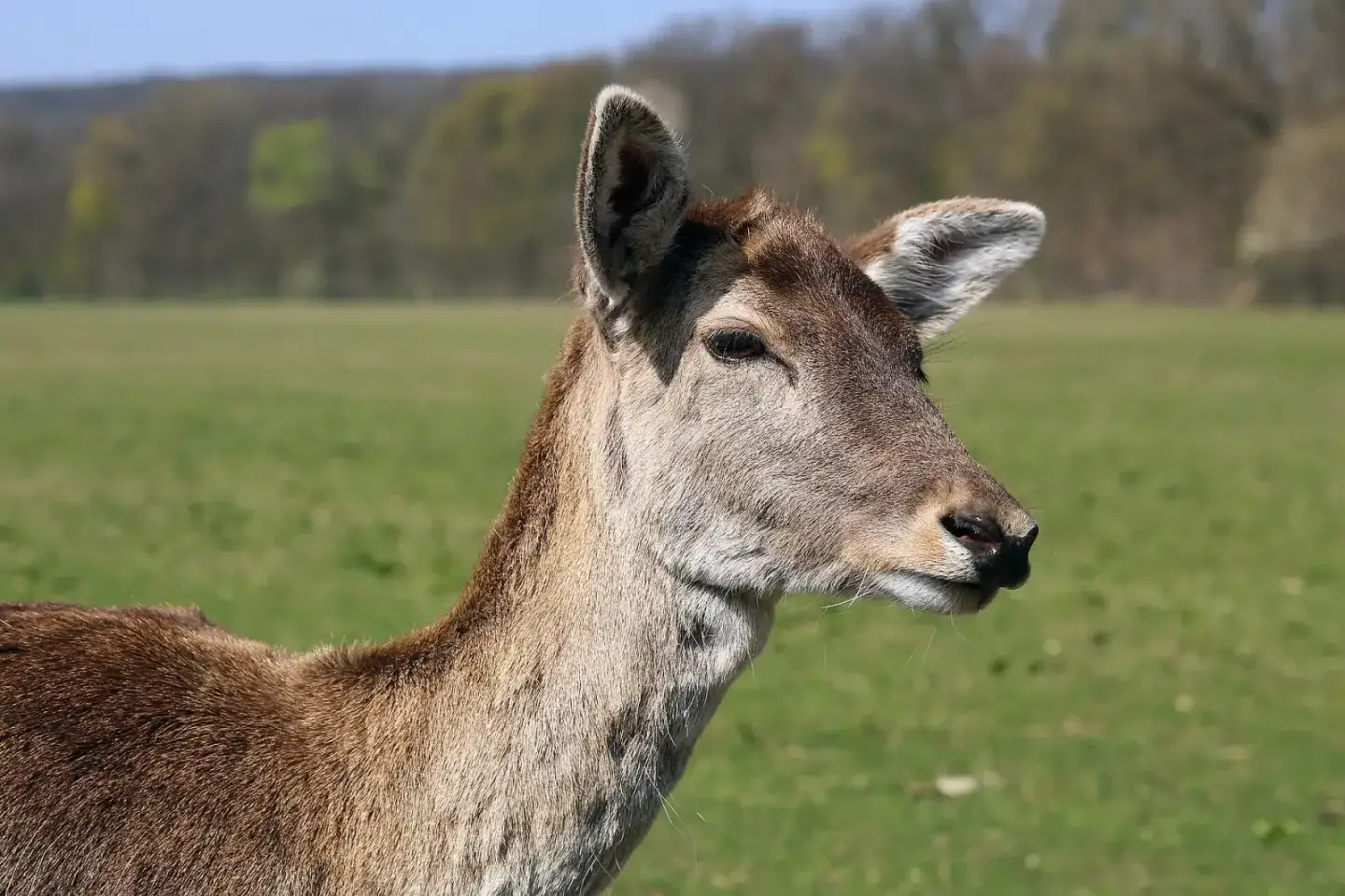 Parks & Natur: Lainzer Tiergarten
